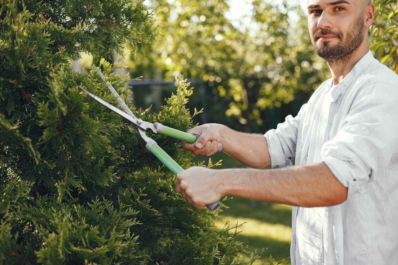 The Steps Involved in Our Tree Care Process in Ensley, FL